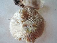 Lactarius mucidus var. fuscogriseus image