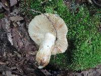 Russula fragrantissima image