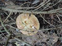 Russula fragrantissima image