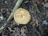 Russula fragrantissima image