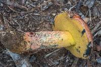 Butyriboletus floridanus image