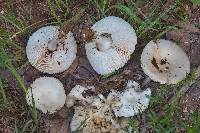 Amanita pubescens image