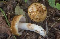 Russula foetens image