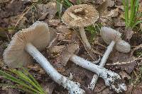 Amanita cinereconia image