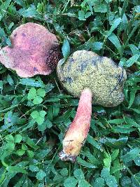 Boletus patrioticus image