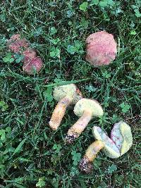 Boletus patrioticus image