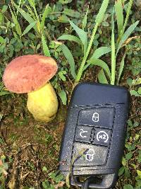 Boletus patrioticus image