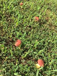 Boletus patrioticus image