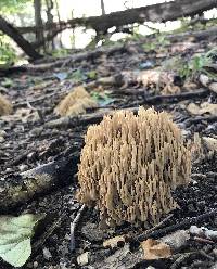 Ramaria stricta image