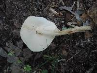 Echinoderma asperum image
