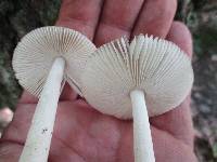 Amanita sect. Vaginatae image