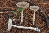 Amanita sect. Vaginatae image