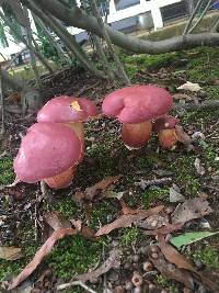 Boletus pallidoroseus image