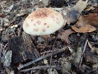 Amanita rubescens var. rubescens image