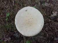 Amanita velatipes image