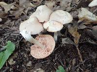 Entoloma rhodopolium image