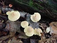 Tricholoma odorum image