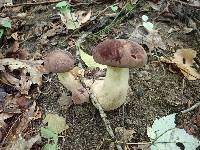 Tylopilus rubrobrunneus image