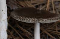 Amanita subnigra image