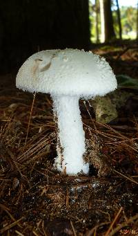 Amanita chlorinosma image