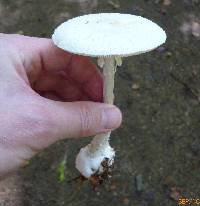 Amanita abrupta image