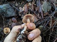 Cortinarius armillatus image