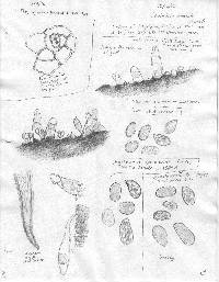 Caulorhiza umbonata image