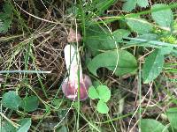 Russula mariae image