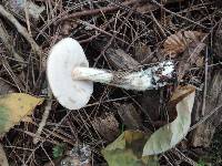 Leccinum snellii image