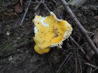 Russula claroflava image