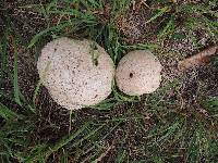 Calvatia cyathiformis image