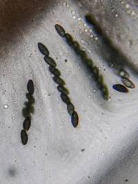 Xylaria multiplex image