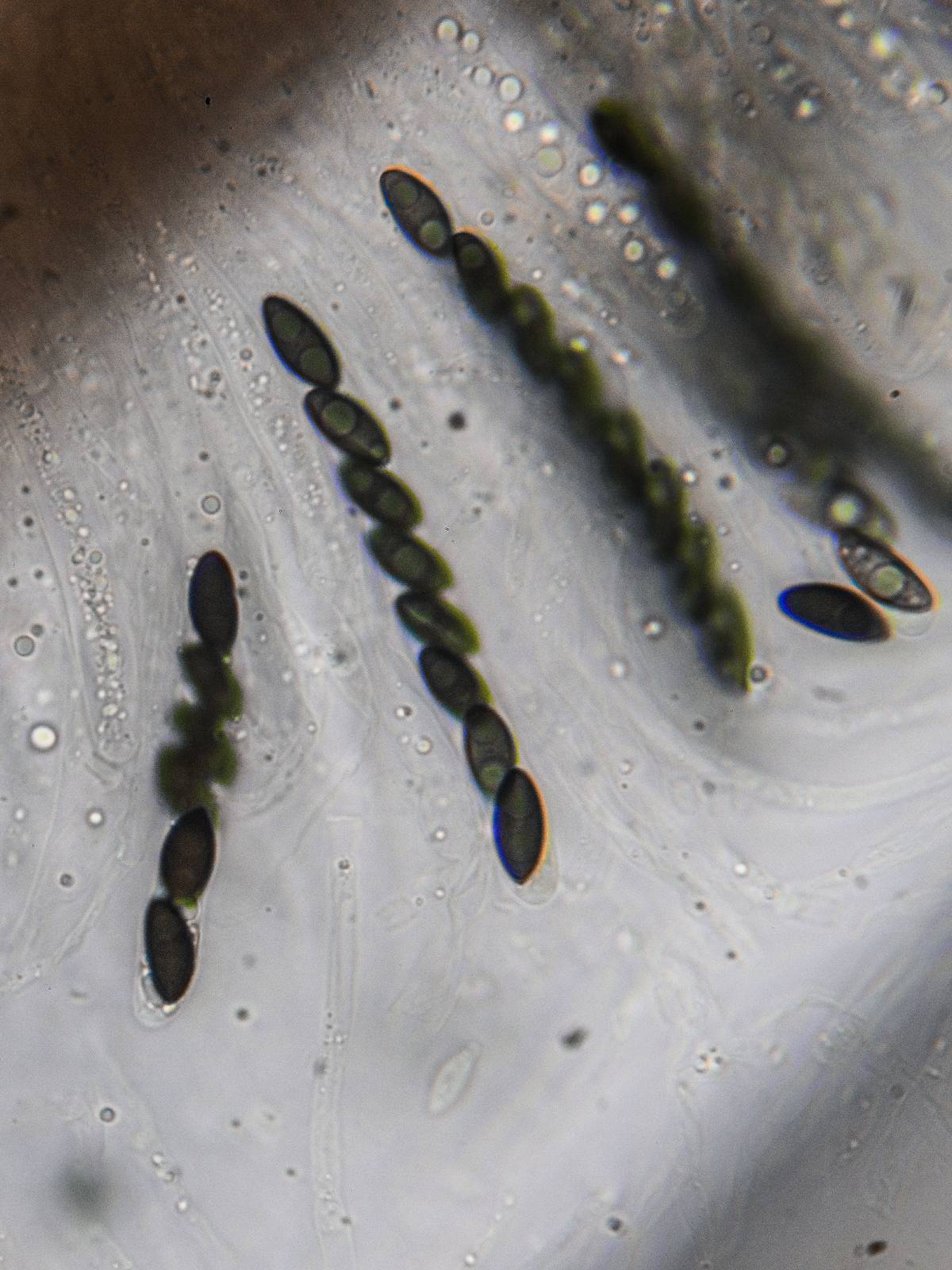 Xylaria multiplex image