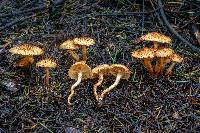 Pholiota squarrosa image