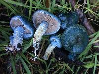 Stropharia caerulea image