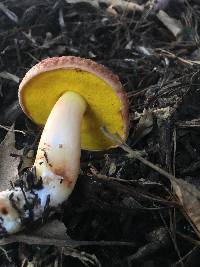 Aureoboletus auriporus image