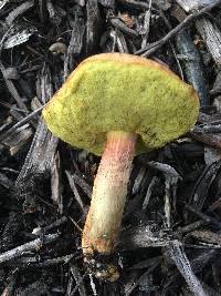 Leccinum rubropunctum image