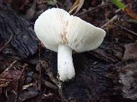 Tricholoma venenatum image