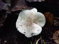 Tricholoma venenatum image