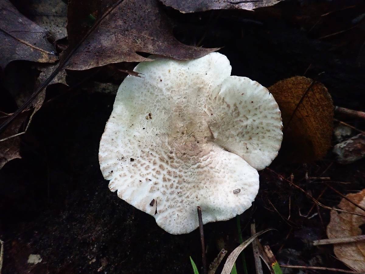 Tricholoma venenatum image