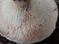 Lactarius argillaceifolius image