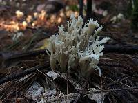 Clavulina coralloides image