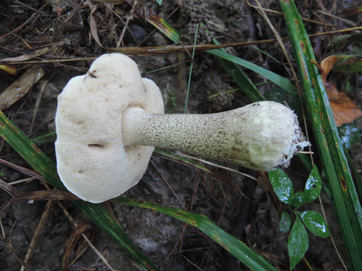 Leccinum subleucophaeum image