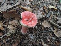 Russula tenuiceps image