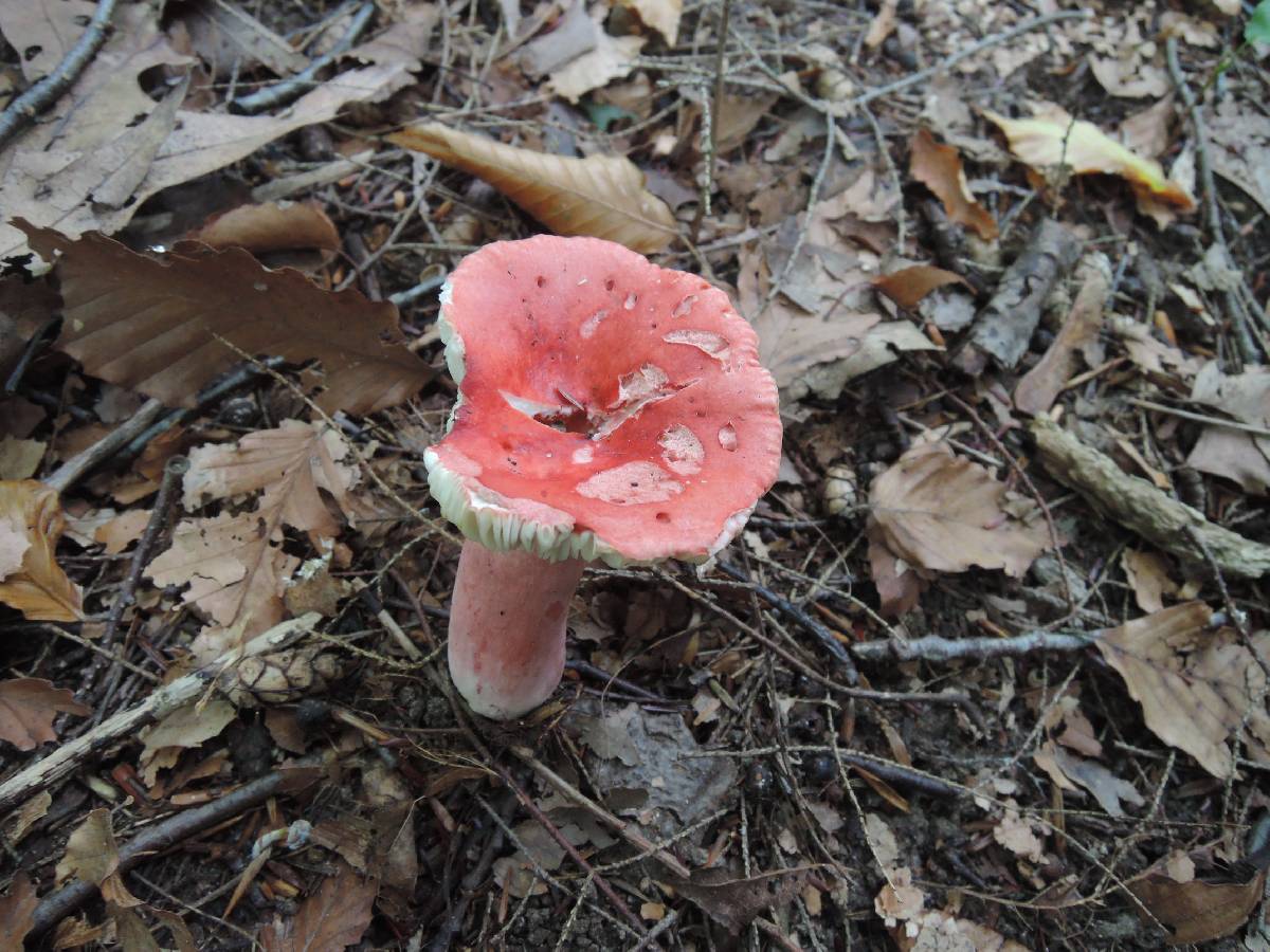 Russula tenuiceps image