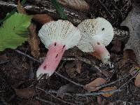 Russula tenuiceps image