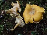 Cantharellus cascadensis image