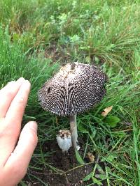 Coprinus calyptratus image