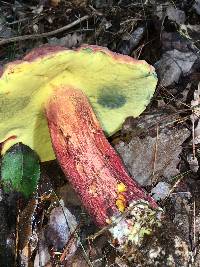 Boletus pallidoroseus image