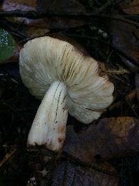 Rhodocollybia oregonensis image